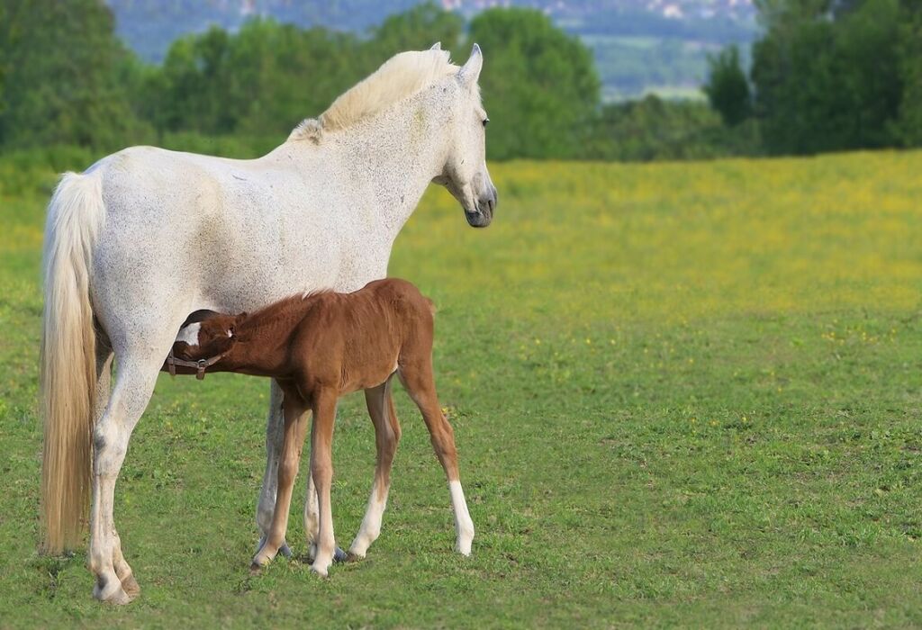 allattamento del puledro