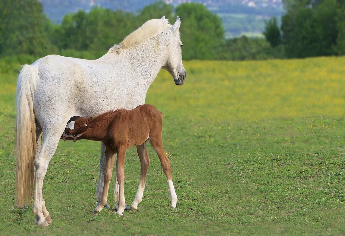 Allattamento del puledro, cosa sapere a riguardo?