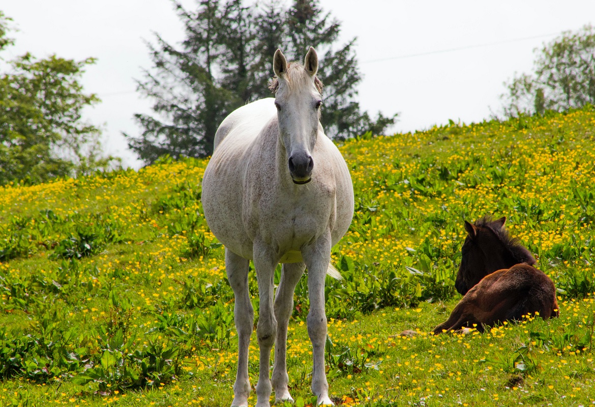 Sistemi di segnalazione del parto degli equini: gli alleati dell’allevatore