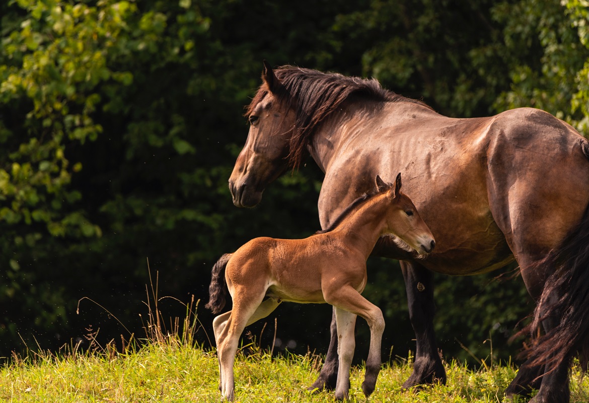 equine parturition signalling systems
