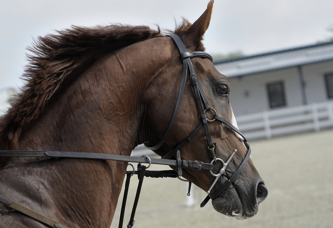 5 tips for those wishing to sell horses at auction