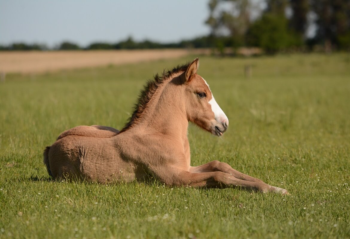 foal on meadow - selling horses at auction