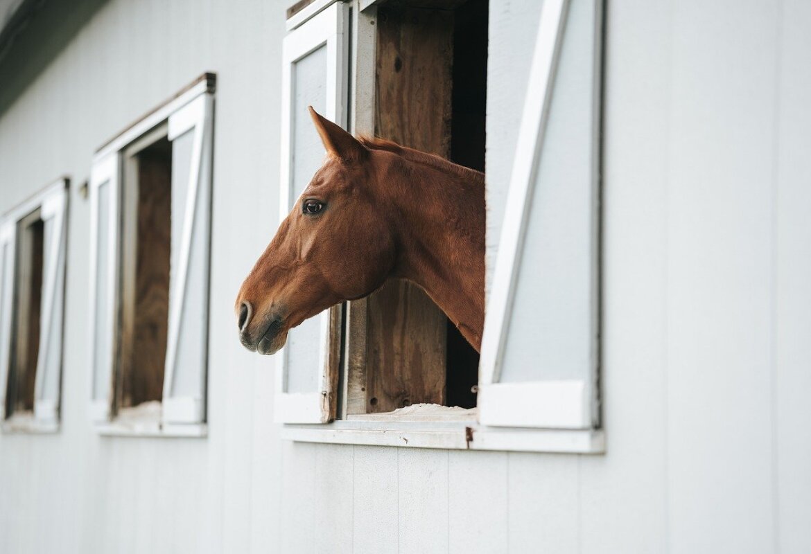 Feeding the pregnant mare: hay always remains an important food